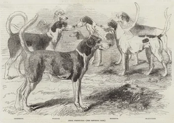 Perros de caza reales